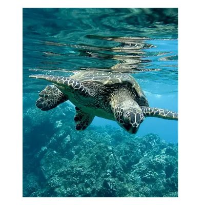 Фото на холсте черепаха, размера 50x60