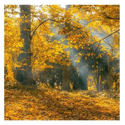 Фото на холсте осенний лес, размера 100x100