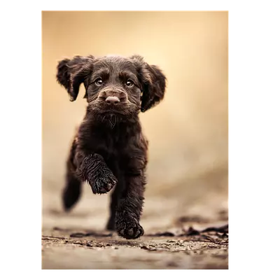 Фото на холсте бегущая по тропинке собака, размера 30x40