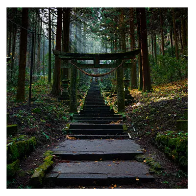 Фото на холсте лестница в лесу, размера 50x50