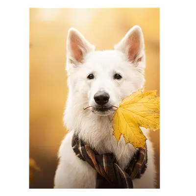 Фото на холсте собака с жёлтым листом, размера 30x40