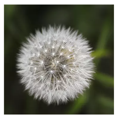 Фото на холсте одуванчик, размера 80x80