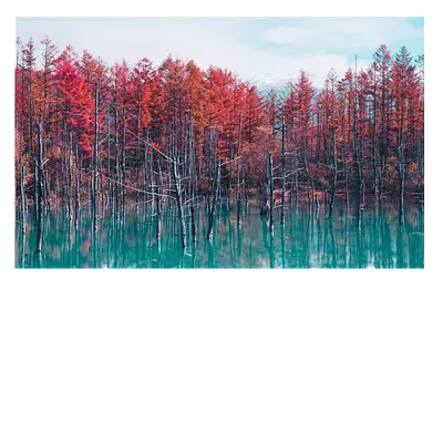 Фото на холсте «деревья в воде», 30х20 см, до 220 символов