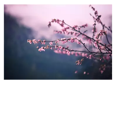 Фото на холсте сирень, размера 70x50