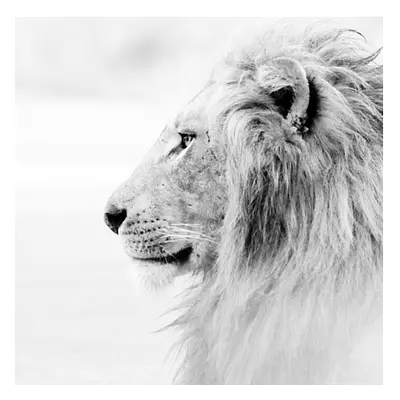 Фото на холсте лев в светлых тонах, размера 100x100