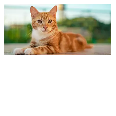 Фото на холсте рыжий кот, размера 80x40