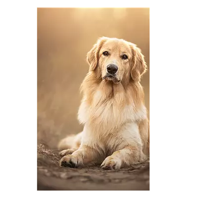 Фото на холсте собака на тропинке, размера 20x30