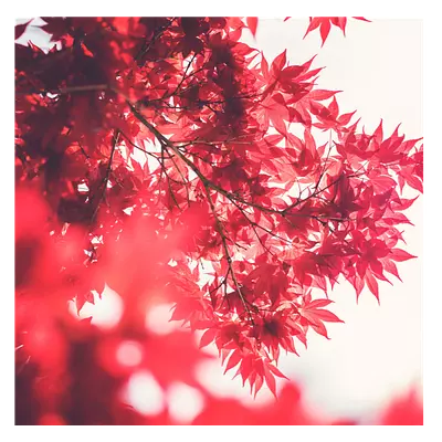 Фото на холсте красные листья, размера 40x40