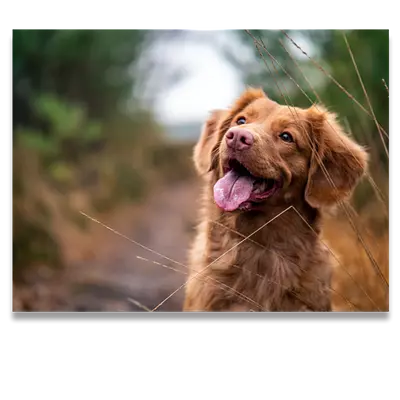 Фото на холсте собака, размера 80x60