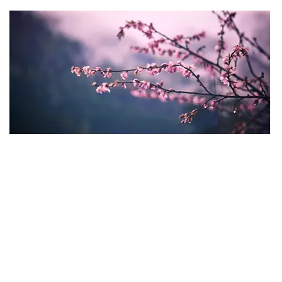 Фото на холсте сирень, размера 80x40