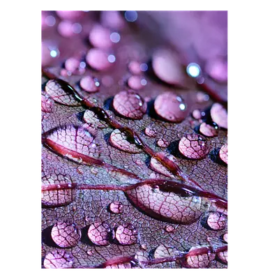 Фото на холсте капли на листе, размера 30x40