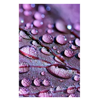 Фото на холсте капли на листе, размера 80x120