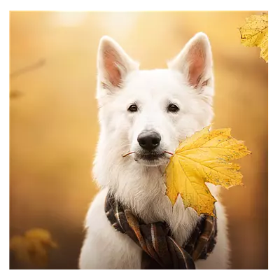 Фото на холсте собака с жёлтым листом, размера 30x30
