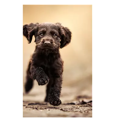 Фото на холсте бегущая по тропинке собака, размера 20x30