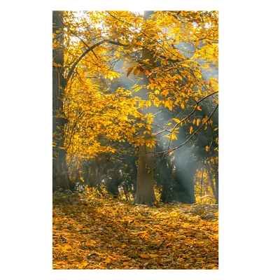 Фото на холсте осенний лес, размера 40x60