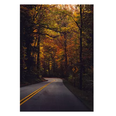 Фото на холсте дорога в лесу, размера 70x100