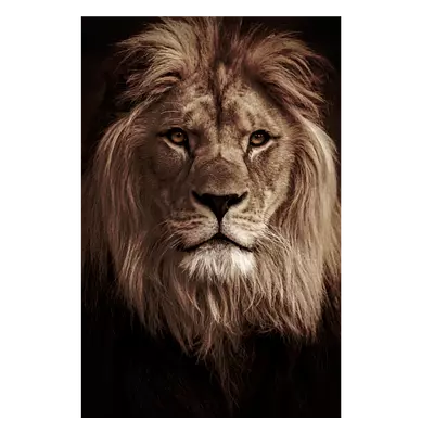 Фото на холсте лев в темных тонах, размера 50x75