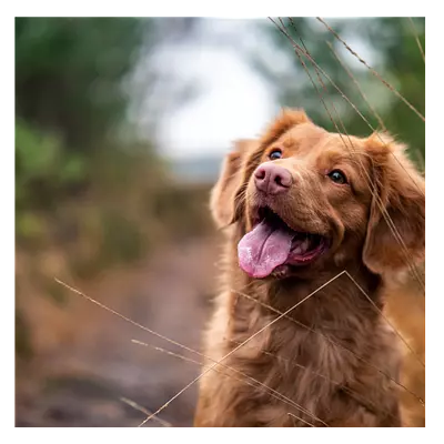 Фото на холсте собака, размера 80x80