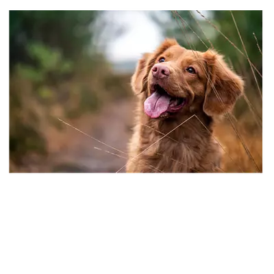 Фото на холсте собака, размера 60x40