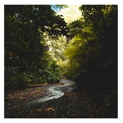 Фото на холсте тропический ручей, размера 60x60