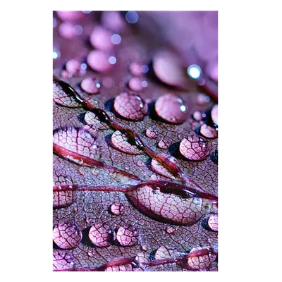 Фото на холсте капли на листе, размера 30x45