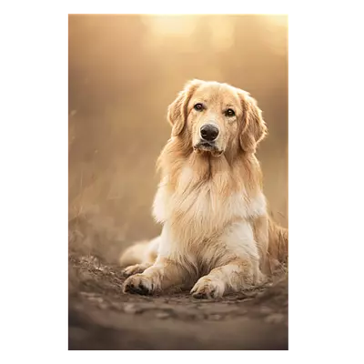 Фото на холсте собака на тропинке, размера 80x120