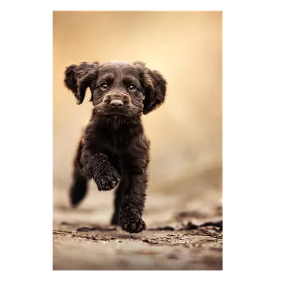 Фото на холсте бегущая по тропинке собака, размера 80x120