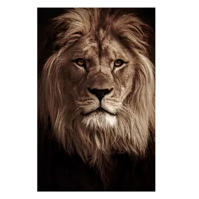 Фото на холсте лев в темных тонах, размера 40x60