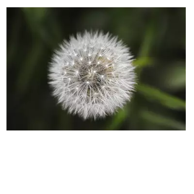 Фото на холсте одуванчик, размера 100x70