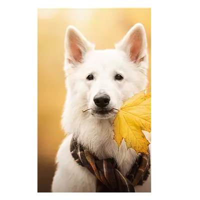 Фото на холсте собака с жёлтым листом, размера 20x30
