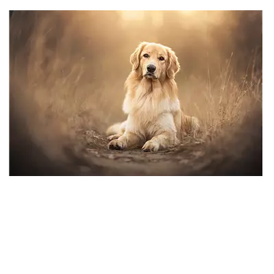 Фото на холсте собака на тропинке, размера 120x80