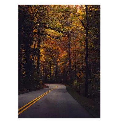 Фото на холсте дорога в лесу, размера 30x40