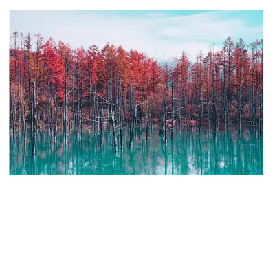 Фото на холсте деревья в воде, размера 75x50