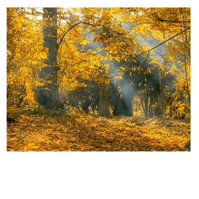 Фото на холсте осенний лес. размер 50х40 см.