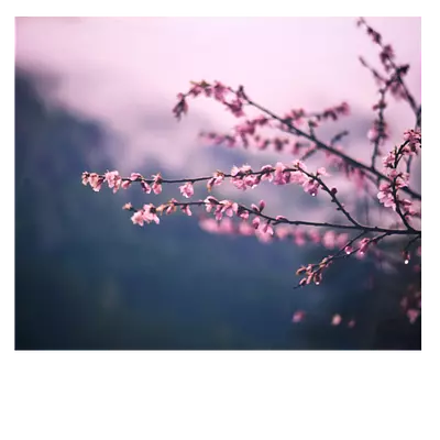 Фото на холсте сирень, размера 60x50