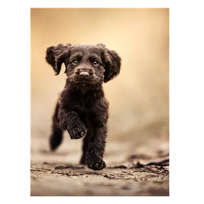 Фото на холсте бегущая по тропинке собака, размера 60x80