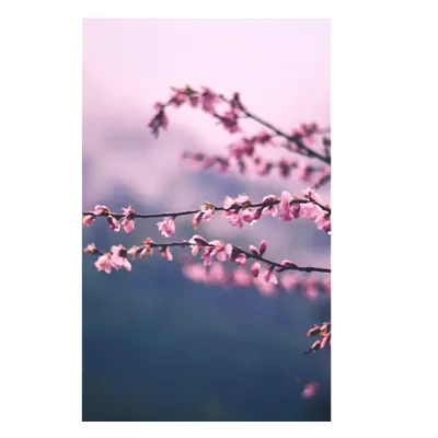 Фото на холсте сирень, размера 20x30