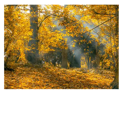 Фото на холсте осенний лес, размера 80x60