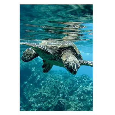 Фото на холсте черепаха, размера 70x100