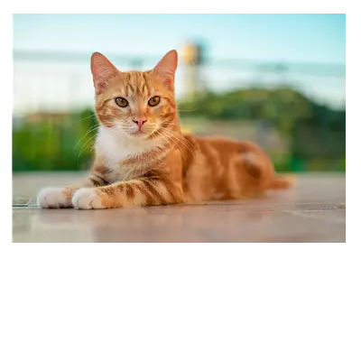 Фото на холсте рыжий кот, размера 100x70