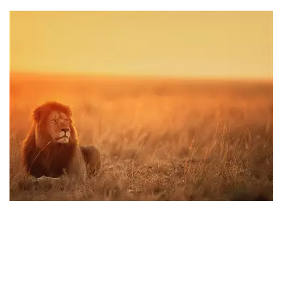 Фото на холсте лев в саванне 40х30 см