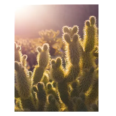 Фото на холсте кактусы, размера 40x50