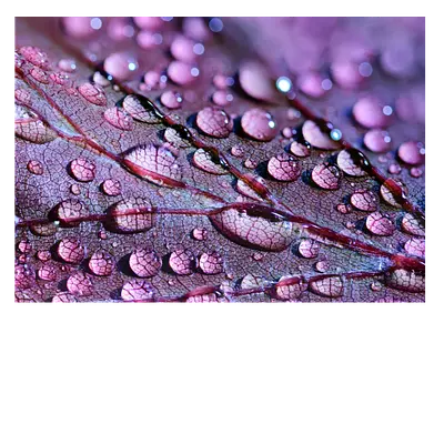 Фото на холсте капли на листе, размера 70x50