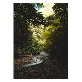 Тропический ручей