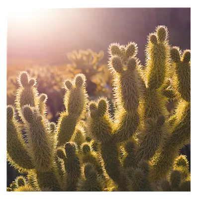 Фото на холсте кактусы, размера 40x40