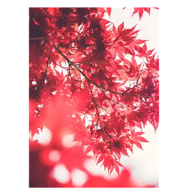 Фото на холсте красные листья, размера 30x40