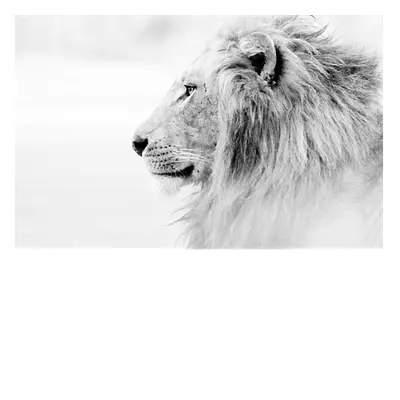 Фото на холсте лев. 45 x 30 см. до 220 знаков.