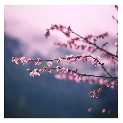 Фото на холсте сирень, размера 30x30