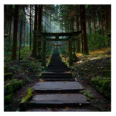 Фото на холсте лестница в лесу, размера 100x100