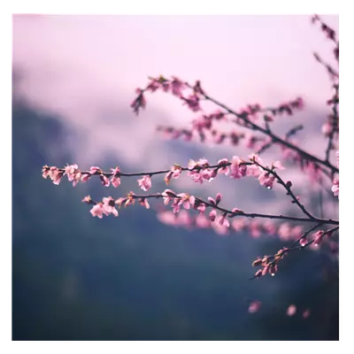 Фото на холсте сирень, размера 50x50